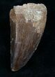 Mosasaur Tooth - Cretaceous Reptile #6492-1